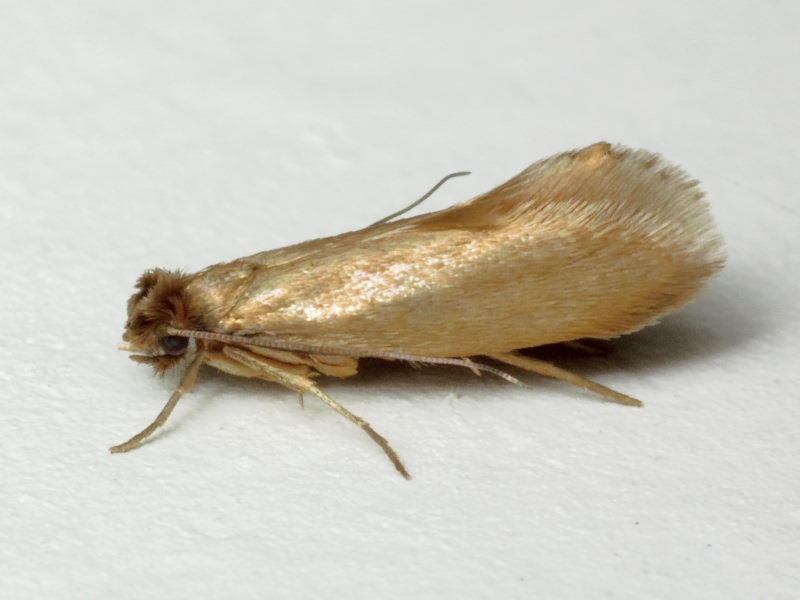 Tineola bisselliella (Hummel, 1823)